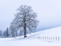 Mächtige Eiche am Wanderweg nahe dem Moorbad bei Aschau